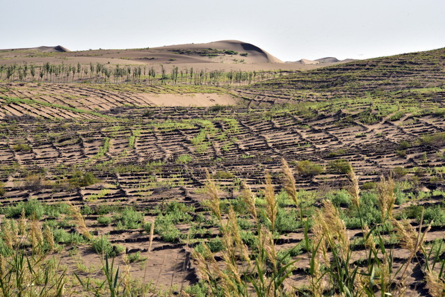 甘肃省武威市成片的沙障。武威是全国荒漠化最为严重的地区之一。摄影/章轲