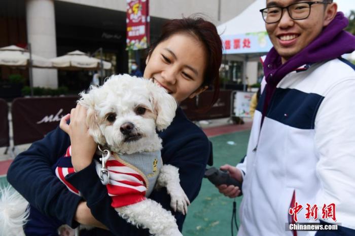 资料图:宠物狗在文化节中聚会撒欢。 <a target='_blank' href='http://www.chinanews.com/'>中新社</a>记者 陈文 摄 资料图:宠物狗在文化节中聚会撒欢。 <a target='_blank' href='http://www.chinanews.com/'>中新社</a>记者 陈文 摄