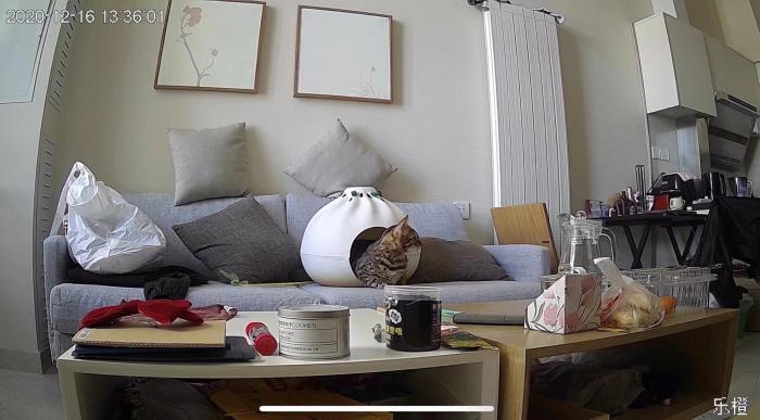 远程监控中看到的猫咪。 受访者供图 远程监控中看到的猫咪。 受访者供图